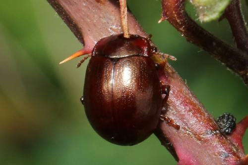 Chrysolina staphylaea